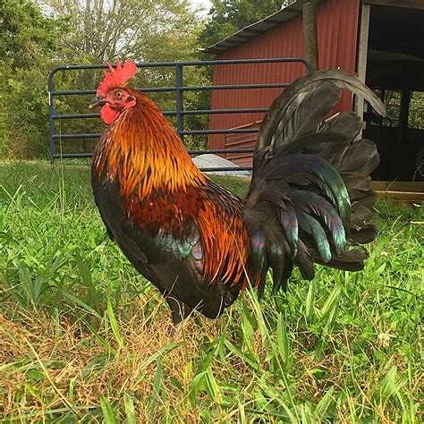 Silkies come in both bearded and clean-faced varieties. . Brown red rooster